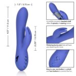 Calexotics California Dreaming Beverly Hills Bunny Rechargeable Rabbit Vibrator Purple se 4350 30 3 716770090607 Dimension Detail